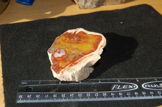 Utah polished petrified wood from the Henry Mountains color 2