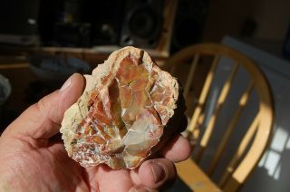 Utah polished petrified wood from the Henry Mountains color 3