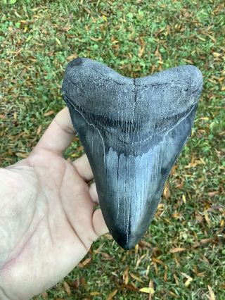 Large Serrated 5.  44” Megalodon Shark Tooth 100 Natural - No Restoration.