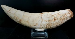 [mh7] Saber Tooth Cat Tiger Tooth Fossil Canine