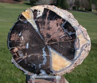 Sis: Big & Perfect 6 " Blue Forest Petrified Wood Round - Simply Outstanding