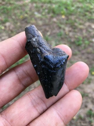 Rare Fossil / First Premolar From The Lower Jaw Hexaprotodon Sp.  (pygmy Hippo)