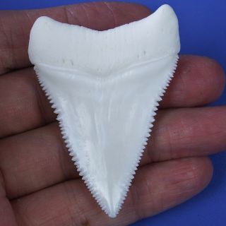 2.  448  Huge Modern Principle Great White Shark Tooth Megalodon Movie Fan GT78 2