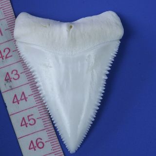 2.  448  Huge Modern Principle Great White Shark Tooth Megalodon Movie Fan GT78 3