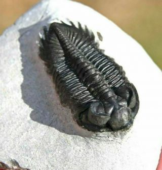 Museum Quality Trilobite Fossil,  Coltraenia oufatenensis from Morocco 1 2