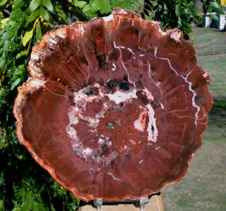 Sis: Brick Red Woodworthia - Rare Madagascar Petrified Wood Round