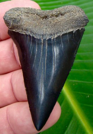 Mako Shark Tooth - Over 2 & 1/2 In.  Xl Size - Real Fossil Sharks Teeth