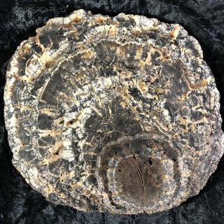 Rare Petrified Wood Cordaites Cape Breton,  Nova Scotia Carboniferous 7.  75”x7.  25”