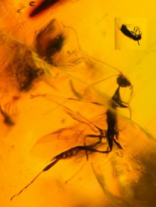 Hymenoptera Wasp Bee&beetle Burmite Myanmar Amber Insect Fossil Dinosaur Age