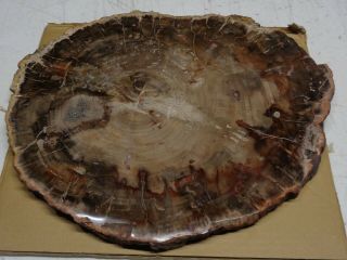 Large Polished Petrified Wood Full Round Slab With Bark 13 " X 11” X 3/4” Thick