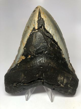 Megalodon Shark Tooth 5.  53” Huge - Real Fossil - Natural 4666