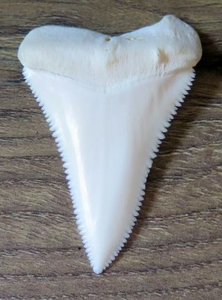 2.  261 " Upper Principle Real Modern Great White Shark Tooth (teeth)