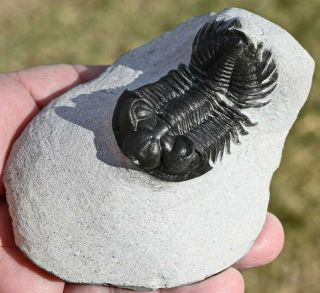 Museum Quality Trilobite Fossil,  Coltraenia Oufatenensis From Morocco 2