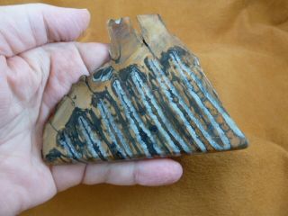 Wm338 - 10) 3 - 1/4 " Rare Extinct Fossil Siberian Woolly Mammoth Tooth Slice