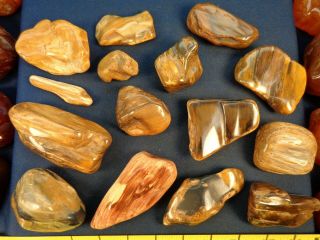 Washington State Petrified Wood (polished Stones)