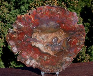 Sis: Brilliant Dark Red Madagascar Petrified Wood Round - My Latest Work