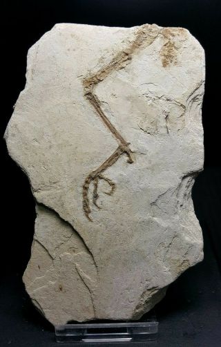 [pcs03] Fossil Bird Enantiornithes Cretaceous Bird Fossil Leg
