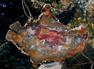 Sis: Fantastic Unusual Color Hubbard Basin Petrified Wood Slab - Collector Piece