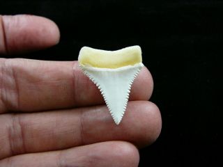 (s416 - 47) 1 - 1/8 " Modern Great White Shark Tooth Teeth Jewelry Sharks Necklace