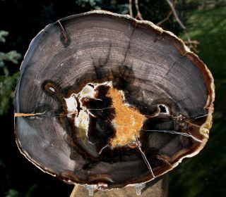 Sis: Xrare Treat Yakima Petrified Elm Wood Round - Glassy Heel Cut Specimen