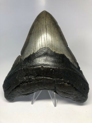 Wide 6.  00” Megalodon Fossil Shark Tooth Rare 3598