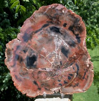 Sis: Color Explosion Madagascar Petrified Wood Slab - Immaculate Polish