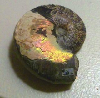 Hoploshaphites Nicoletti Ammolite Ammonite Fossil South Dakota Mortality Wound