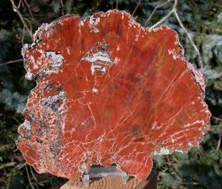 Sis: Burning Color 9 " Arizona Petrified Wood Conifer Round - Polished Slab