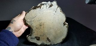 Rare Live Oak Petrified Wood Slab