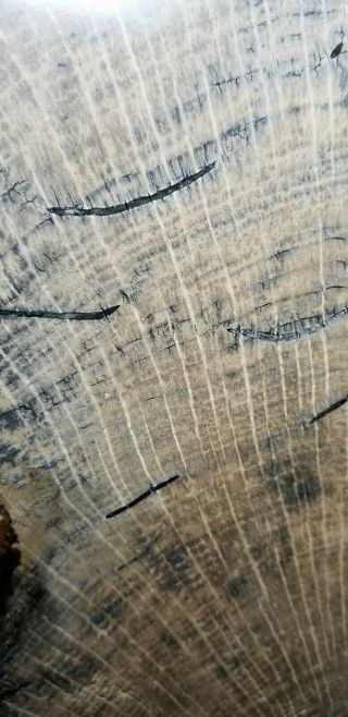 Rare Live Oak Petrified wood Slab 2