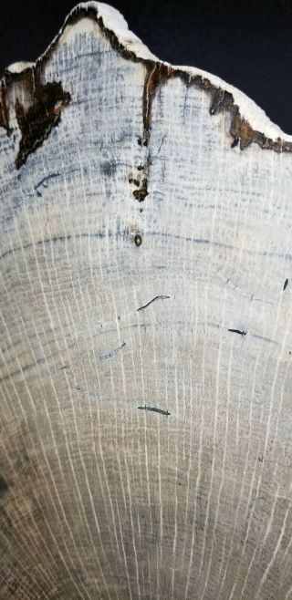 Rare Live Oak Petrified wood Slab 3