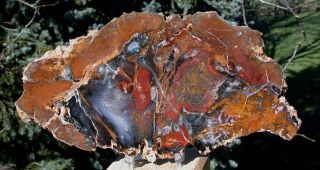 Sis: Large 10 " Hubbard Basin Petrified Wood Polished Slab - Insanely Colorful