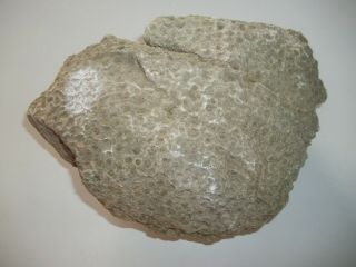Large Unpolished Petoskey Stone 10,  Pounds Great Markings,  Hexagonaria