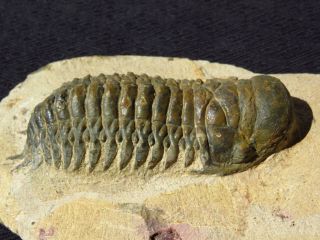 Crotalocephalina Gibbus Trilobite Fossil Devonian Period 400 Myo Morocco 3.  25 "
