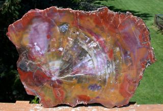 Sis: Hypnotic Glowing Rainbow 14 " Arizona Petrified Wood Slab - Fossil Araucaria
