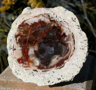 SiS: RARELY SEEN Hubbard Basin Petrified Wood Limb - Collectible Small Limb 2