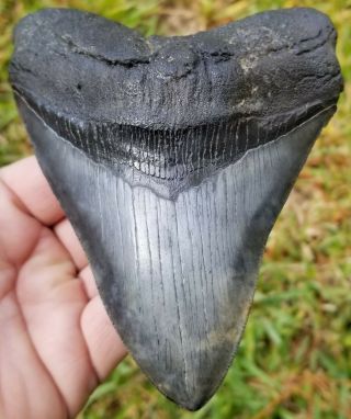 Extremely Serrated 5.  38 " Megalodon Tooth " Upper ".  Absolutely No Restoration