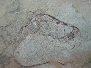 Aenigmacaris Cornigerum Shrimp Bear Gulch Montana Mississippian Carboniferous
