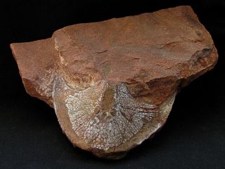 Rare specimen of Devonian armored fish Zychaspis elegans 3