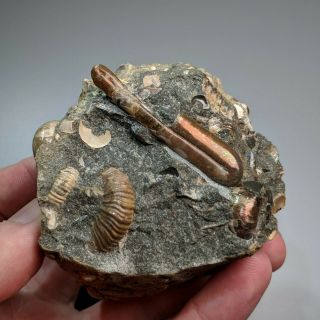 4,  8 Cm (1,  9 In) Ammonite Heteromorph Ptychoceras Cretaceous Russia Russian