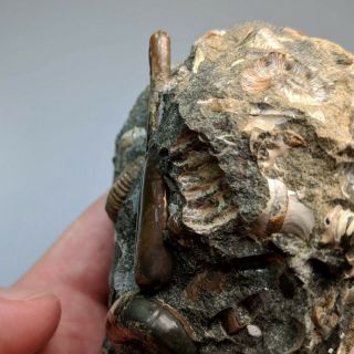 4,  8 cm (1,  9 in) Ammonite heteromorph Ptychoceras cretaceous Russia russian 3