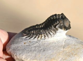 Museum Quality Trilobite Fossil,  Coltraenia Oufatenensis From Morocco