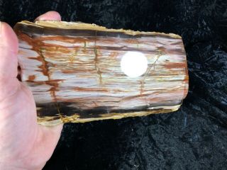 Petrified Wood Juniper Board Cut Tuscarora,  Nevada 9.  5”x4.  5” Toe Jam Creek FM. 3