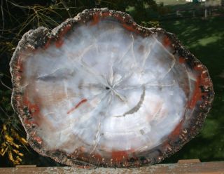 Sis: Gorgeous Blue 13 " Arizona Petrified Wood Round - The Other Blue Forest
