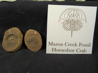 Mazon Creek Fossils Horseshoe Crab Awesome Pit 11 Complete