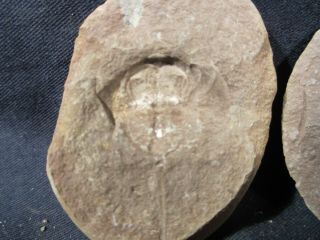 Mazon Creek Fossils Horseshoe Crab Awesome Pit 11 Complete 3