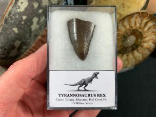 Tyrannosaurus Rex Tooth Tip 06 - Hell Creek,  T Rex Dinosaur Fossil