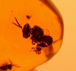 Rare Bee With Resin,  Eulophid Wasp In Authentic Dominican Amber Fossil