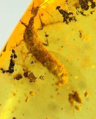Neuroptera Larve.  Burmite Natural Myanmar Insect Amber Fossil