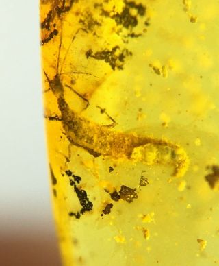 Neuroptera Larve.  Burmite Natural Myanmar Insect Amber Fossil 2